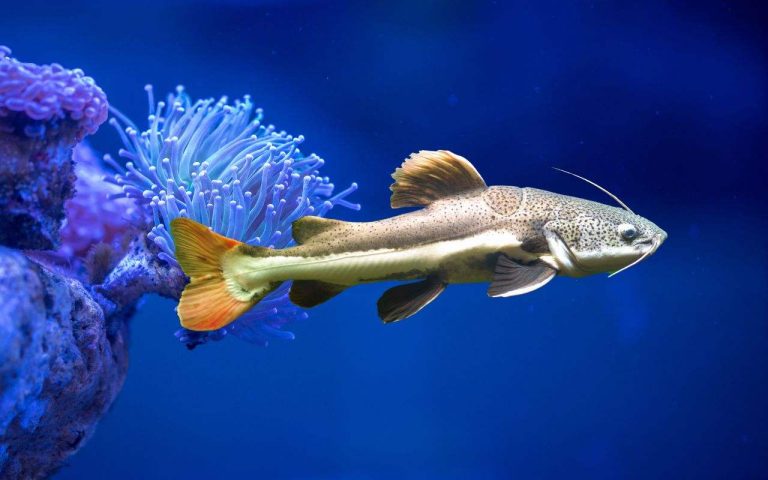 10 Freshwater Catfish Care Guide-Expert Tips for a Thriving Aquarium