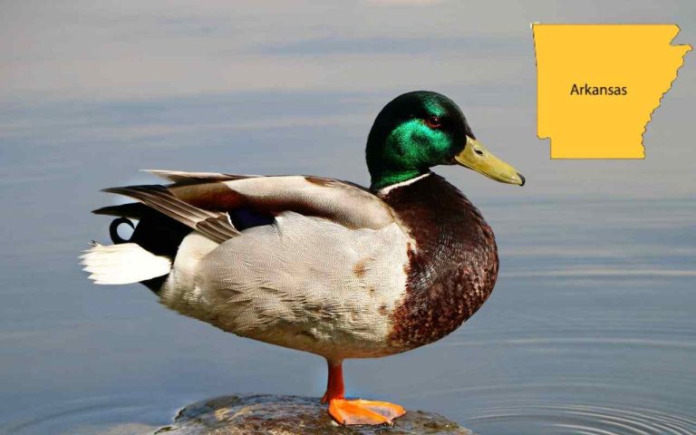 Arkansas Duck Season