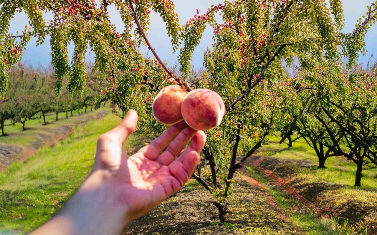 Get ready for a peachy paradise! Discover the insider secrets behind Georgia's most succulent peach season!