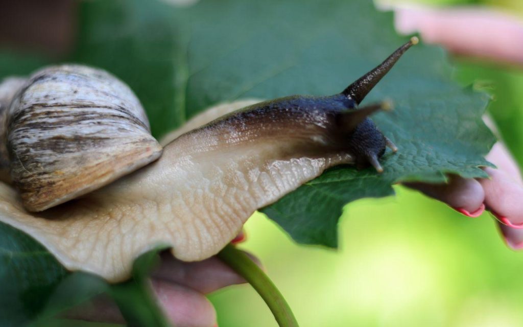 Giant Snail-A Slimy Threat to Sunshine State