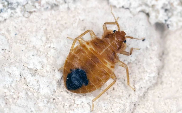 Unveiling the Hidden Secrets of Cimicidae: Checking for Bed bugs and Get Rid of Infestations?