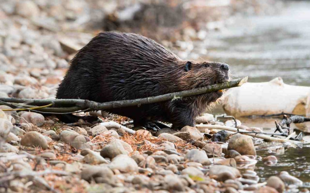 The Beaver- Architectural Marvels and Environmental Engineers