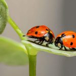 Unlocking the Luck-Fascinating Beliefs and Superstitions About Ladybugs and Other Fortunate Creatures