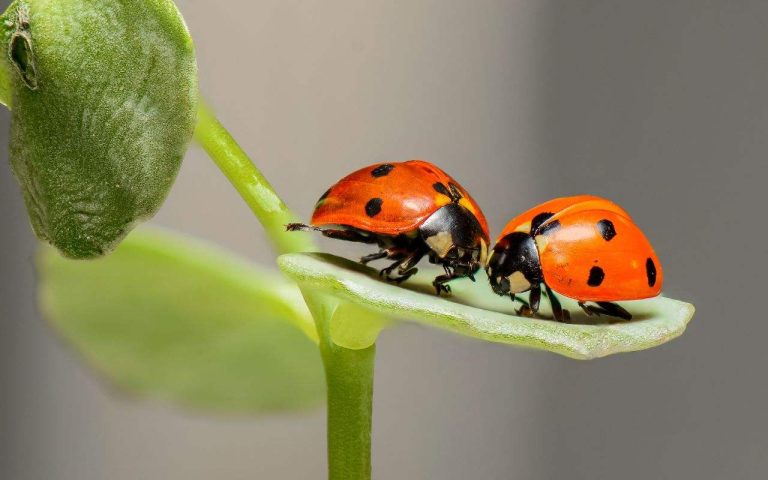Unlocking the Luck-Fascinating Beliefs and Superstitions About Ladybugs and Other Fortunate Creatures