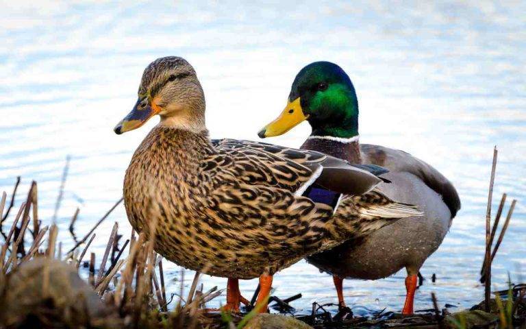 Vermont Duck Hunting Season