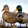 Vermont Duck Hunting Season