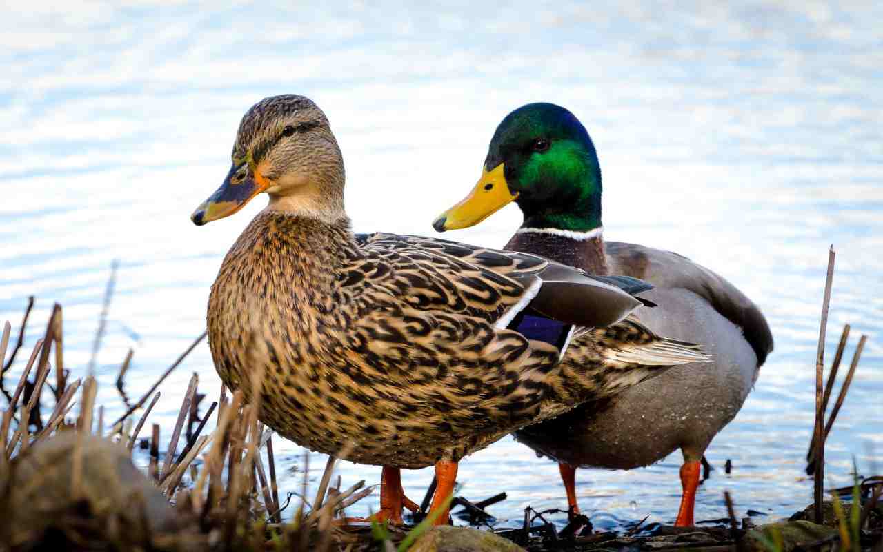 2024 Vermont Duck Hunting Season New Updates