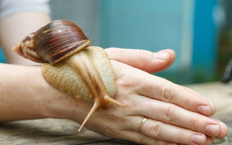 Why Giant African Snails are a Serious Concern From Gardens to Quarantine, A Slimy Threat to Sunshine State