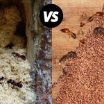 Carpenter Ant Frass Vs Termite Frass