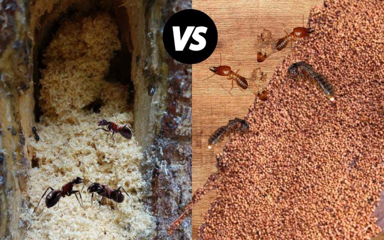 Carpenter Ant Frass Vs Termite Frass