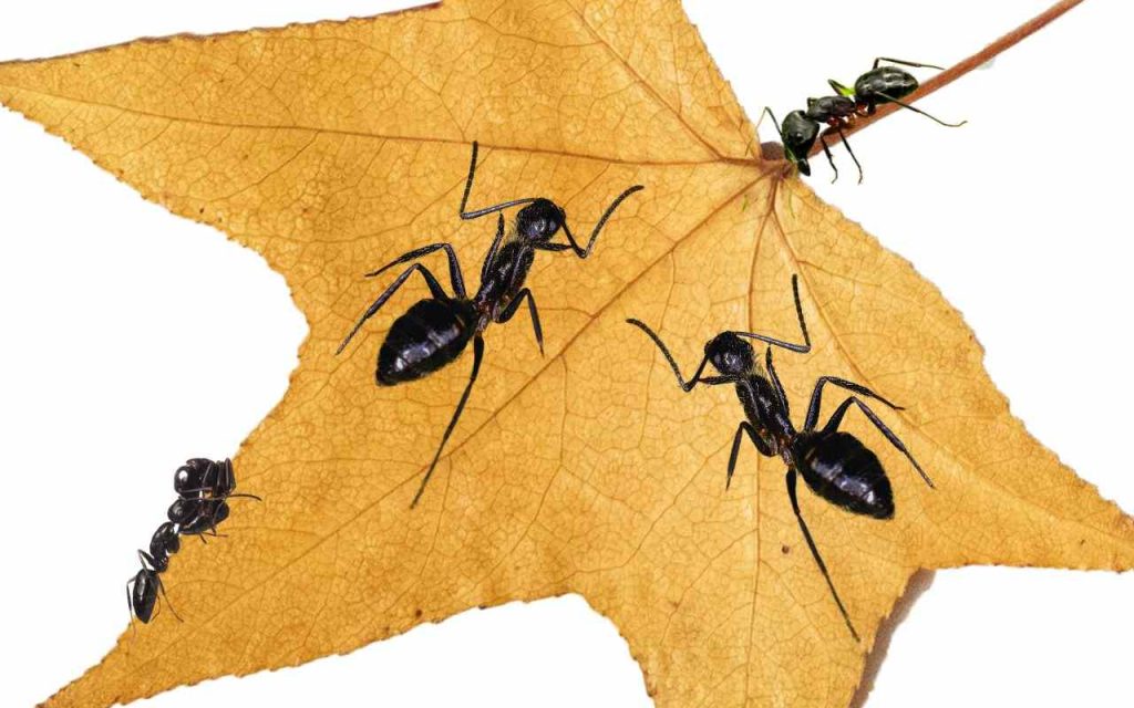 Carpenter Ants