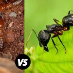 Carpenter Ant Vs Termite