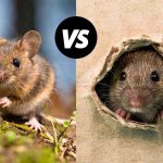 Field Mouse Vs House Mouse