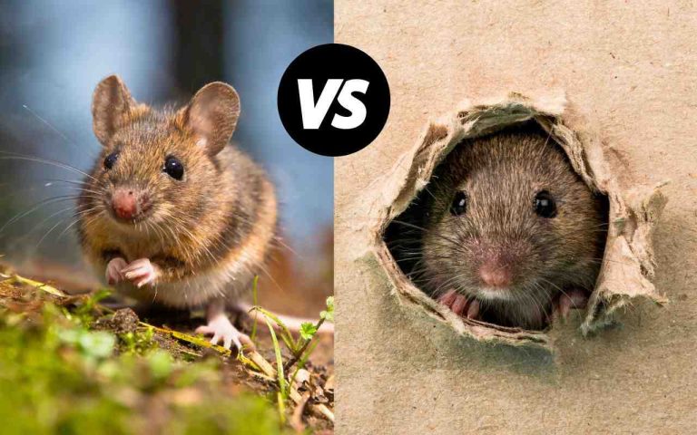 Field Mouse Vs House Mouse