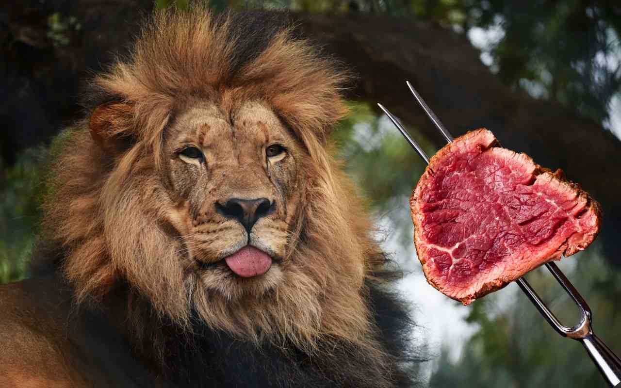 Food For Lion