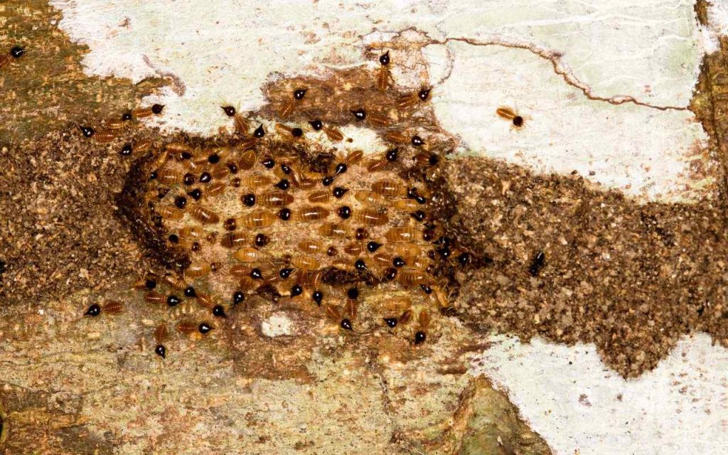 Termite Frass