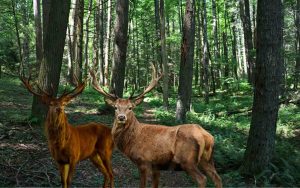 West Virginia Hunting Seasons