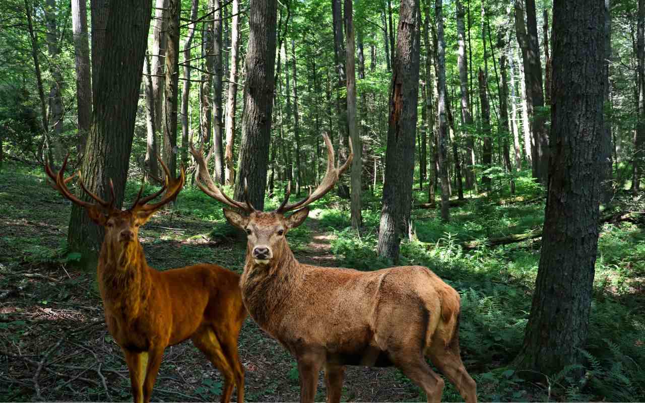 West Virginia Hunting Seasons