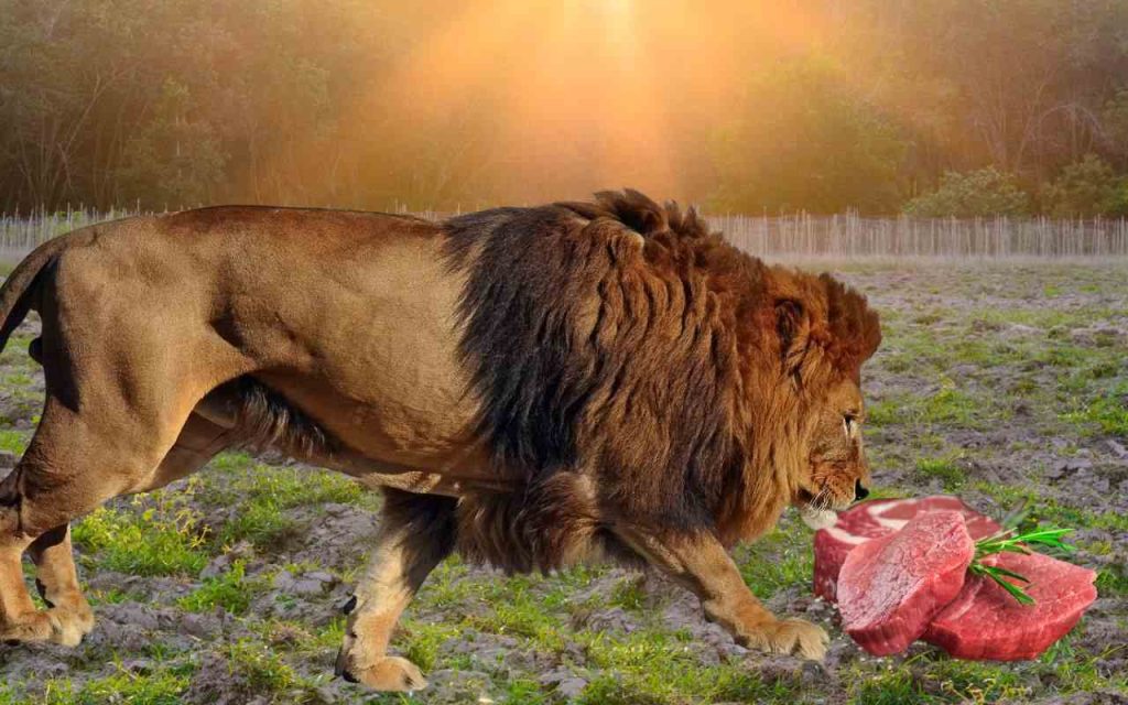 What do Lions eat