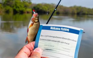 Alabama Fishing License 2024 Ultimate Guide Fees Seasons Fishing   Alabama Fishing Licenses 300x188 