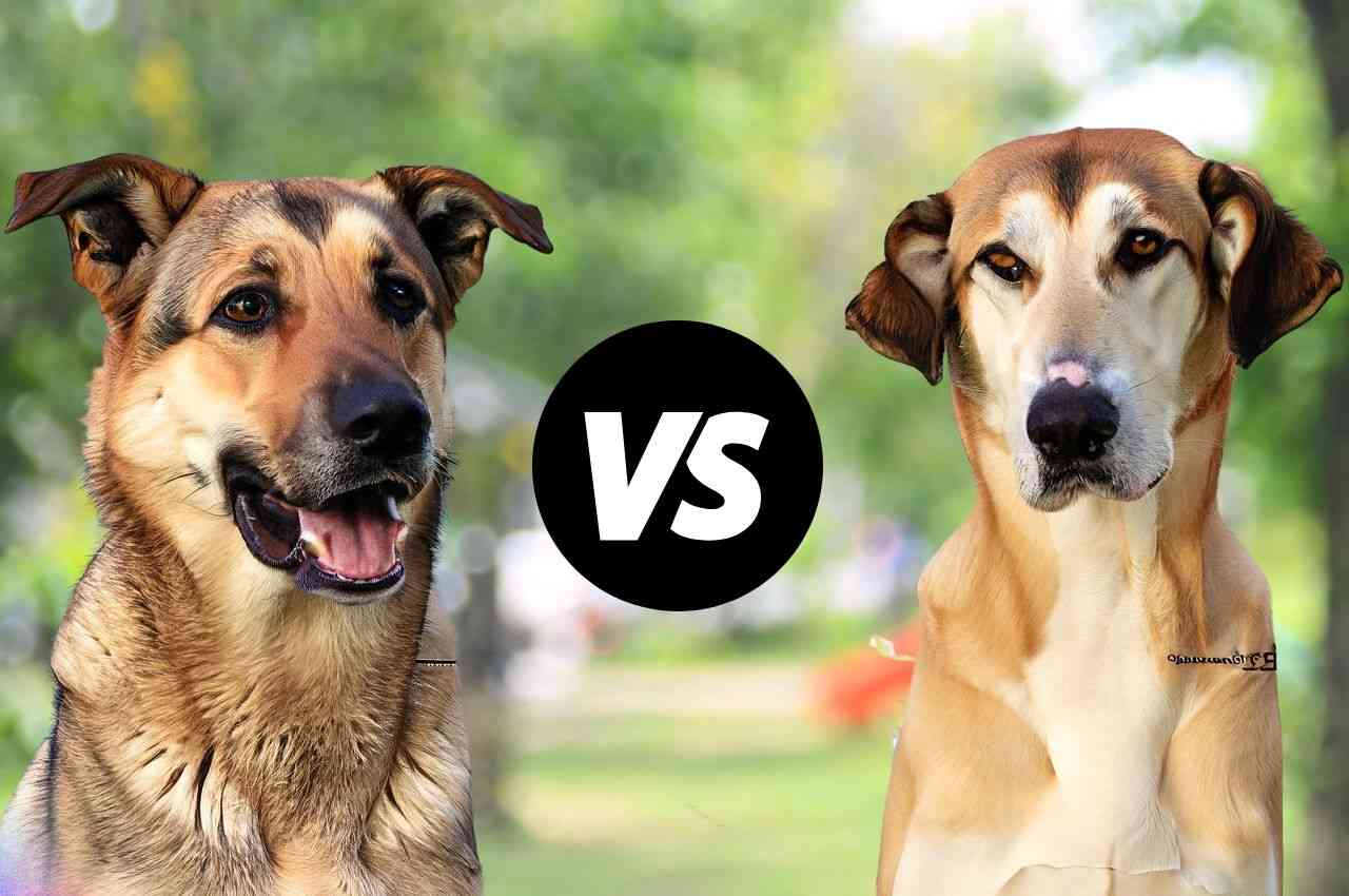 Anatolian Shepherd and Kangal