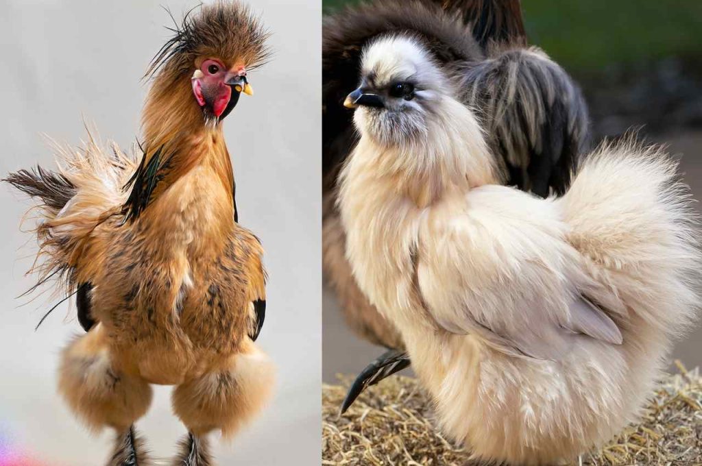 Comparison of Silkie Rooster Vs Hen