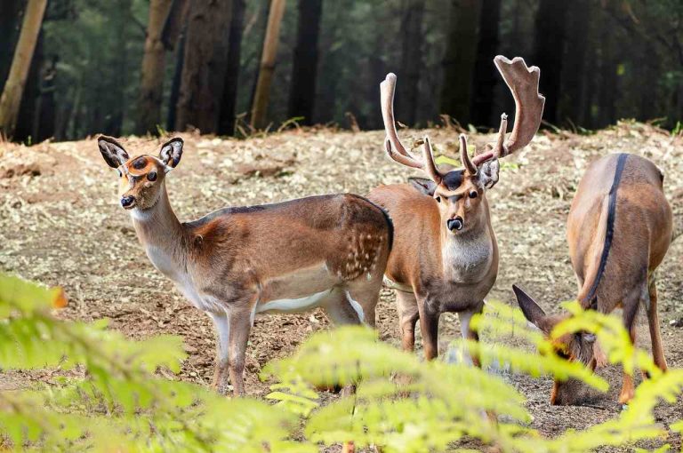 Deer Hunting Season South Carolina