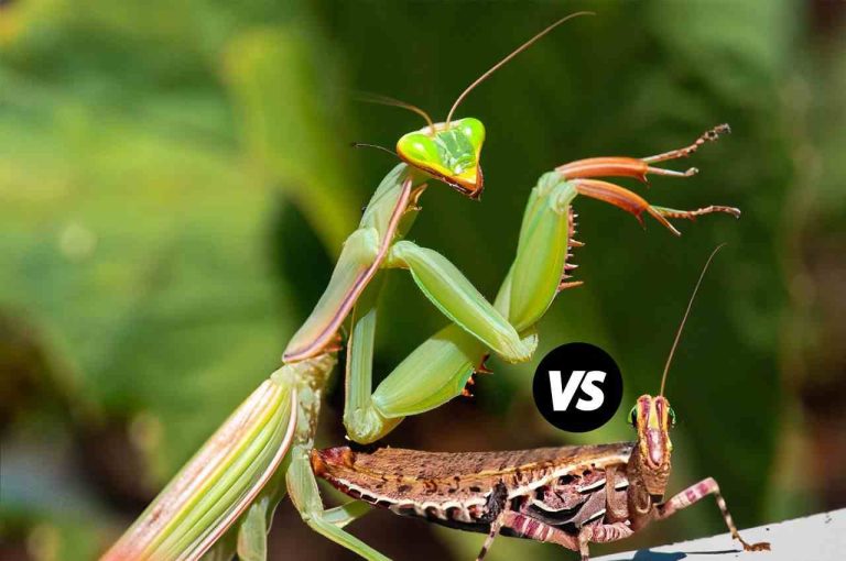 Female Vs Male Praying Mantis