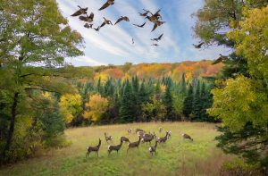 Minnesota Hunting Season