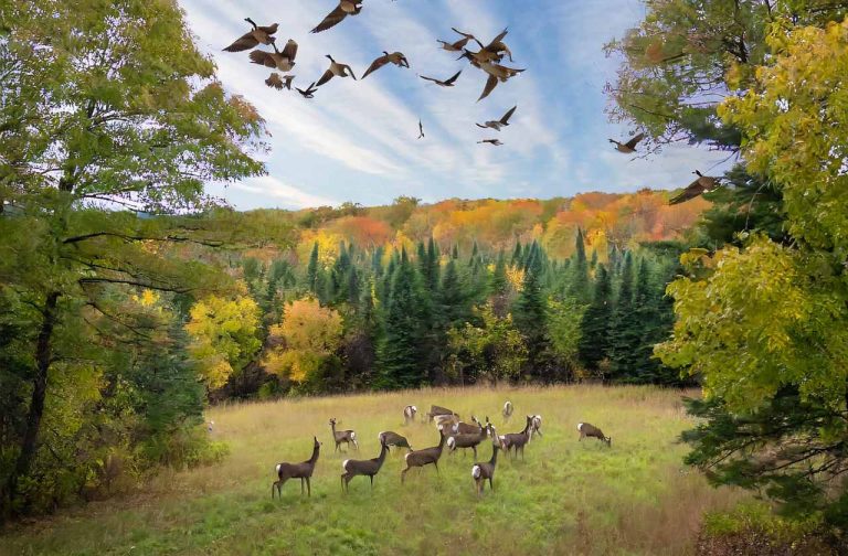 Minnesota Hunting Season