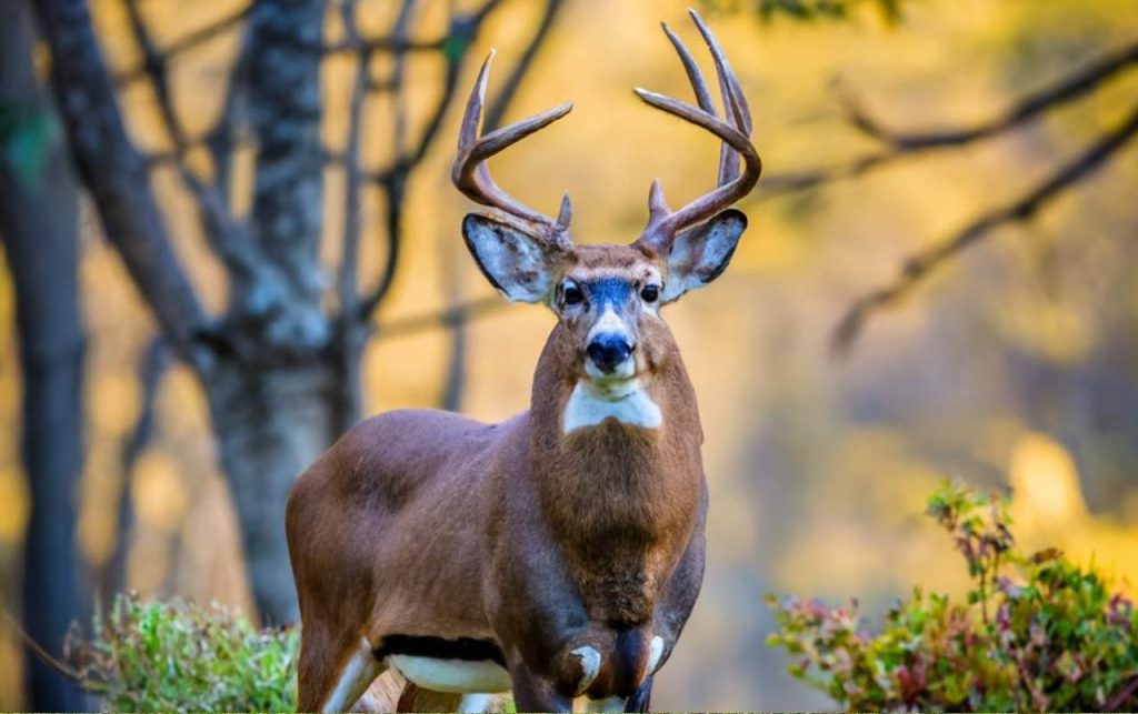 New Jersey Deer Hunting