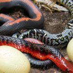 Reproductive processes of both King Snakes and Coral Snakes