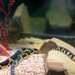 Suitable terrarium setups for King Snakes and Coral Snakes