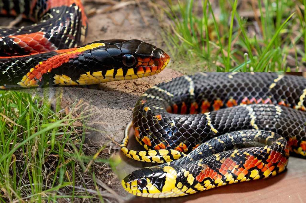 Confusion due to similar appearance -coral snake Vs snake