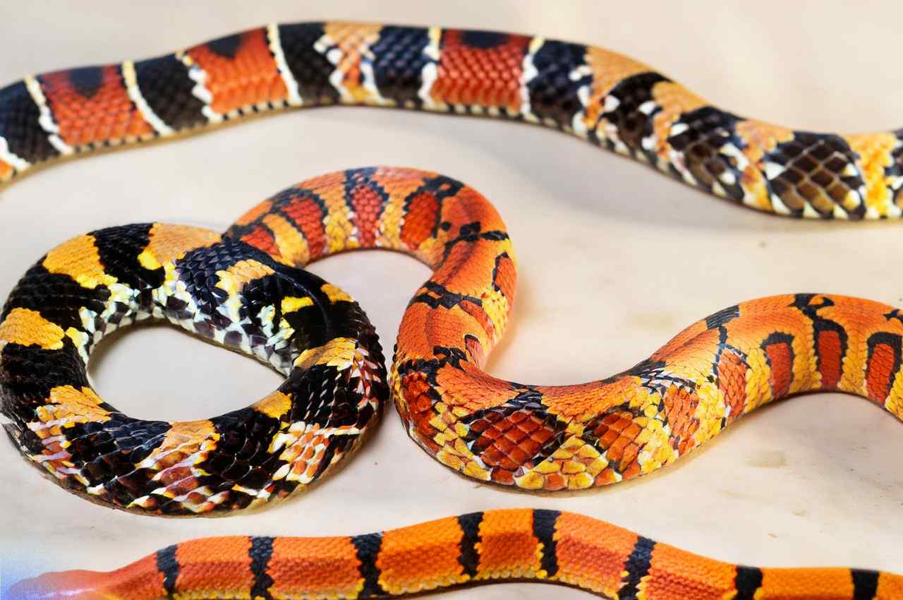 king snake vs coral snake