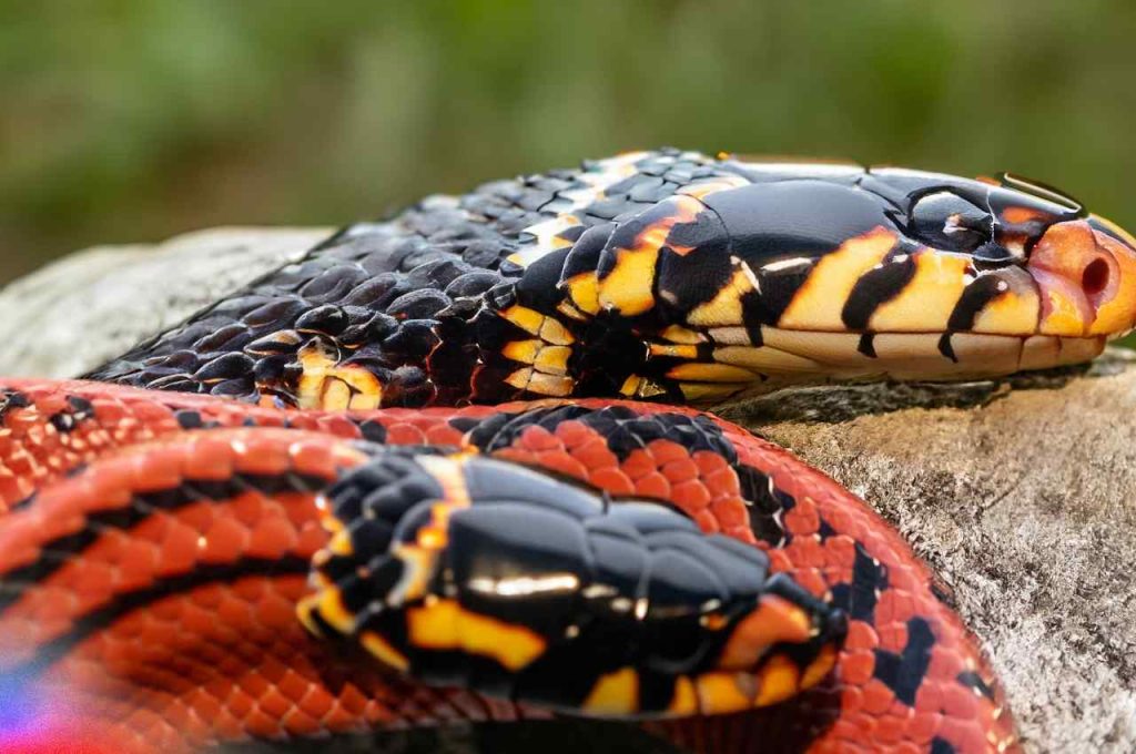 Venomous nature of King Snakes Vs Coral Snakes