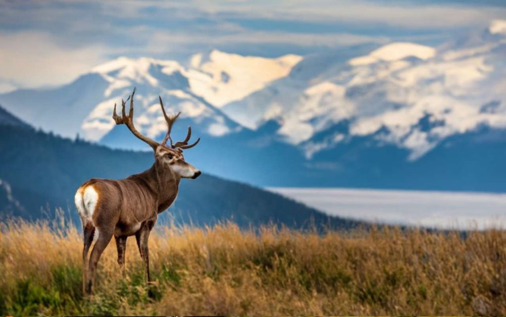 Alaska Hunting Season