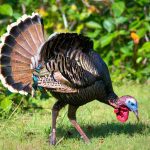 Florida Turkey Season