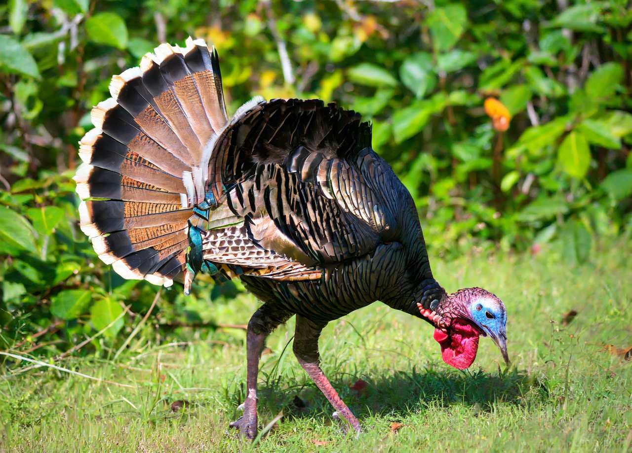 Florida Turkey Season 20232024 [ All You Need to Know!]