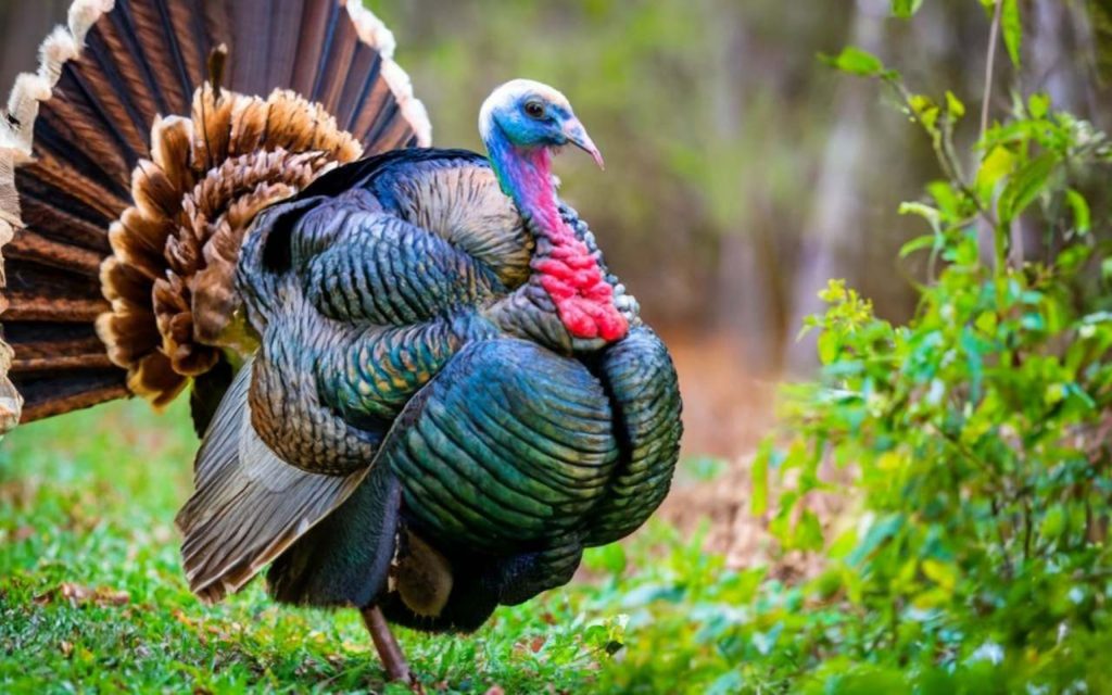 Illinois Turkey Season