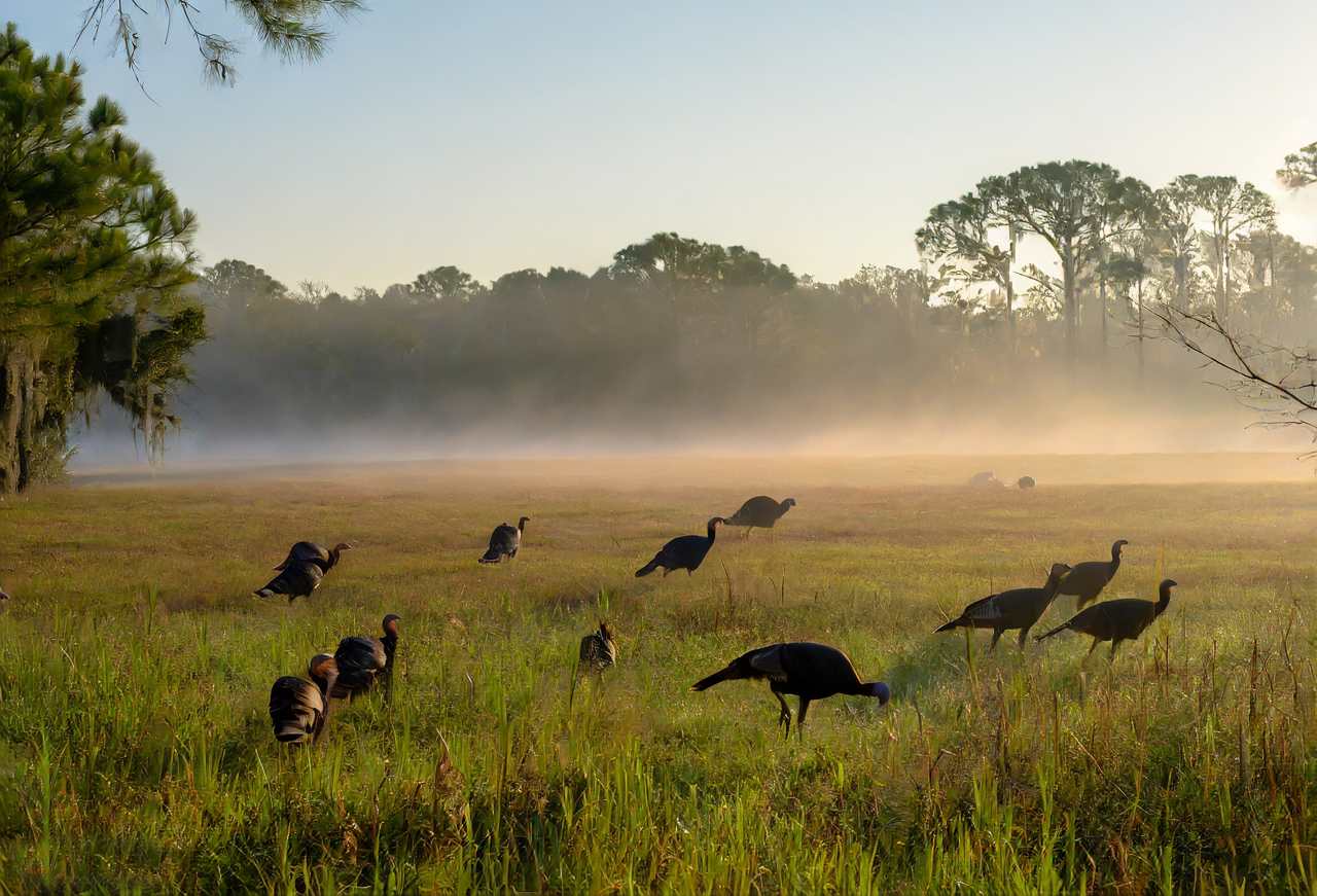 Illinois Turkey hunting Season