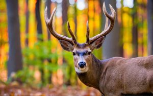 Illinois hunting season