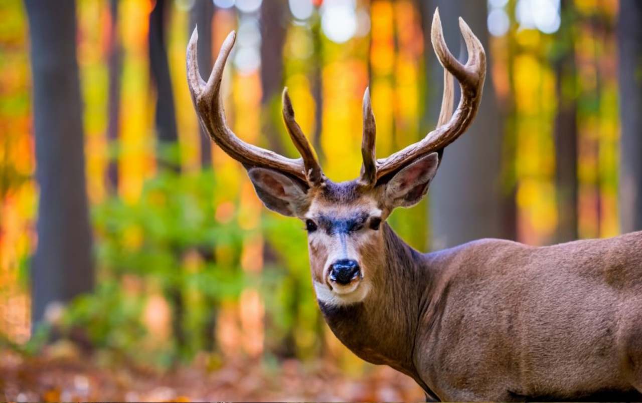 Illinois Hunting Seasons 20232024 New Regulations & Dates!