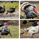 Kansas Cancels Fall Turkey Hunting Season