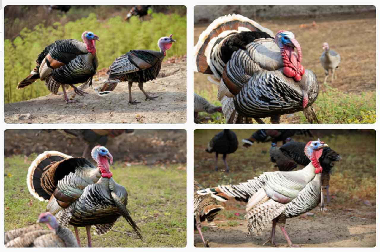 Kansas Cancels Fall Turkey Hunting Season