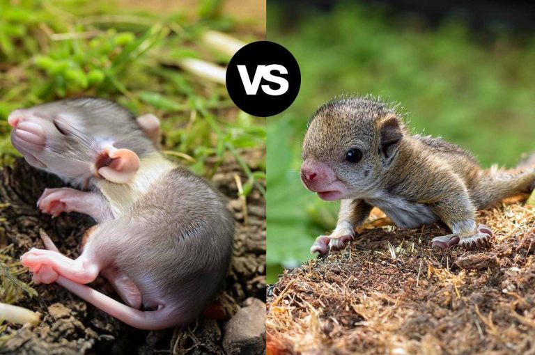 Newborn Squirrel Vs Rat