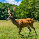 North Carolina hunting season