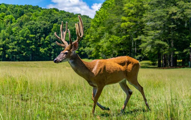 North Carolina hunting season
