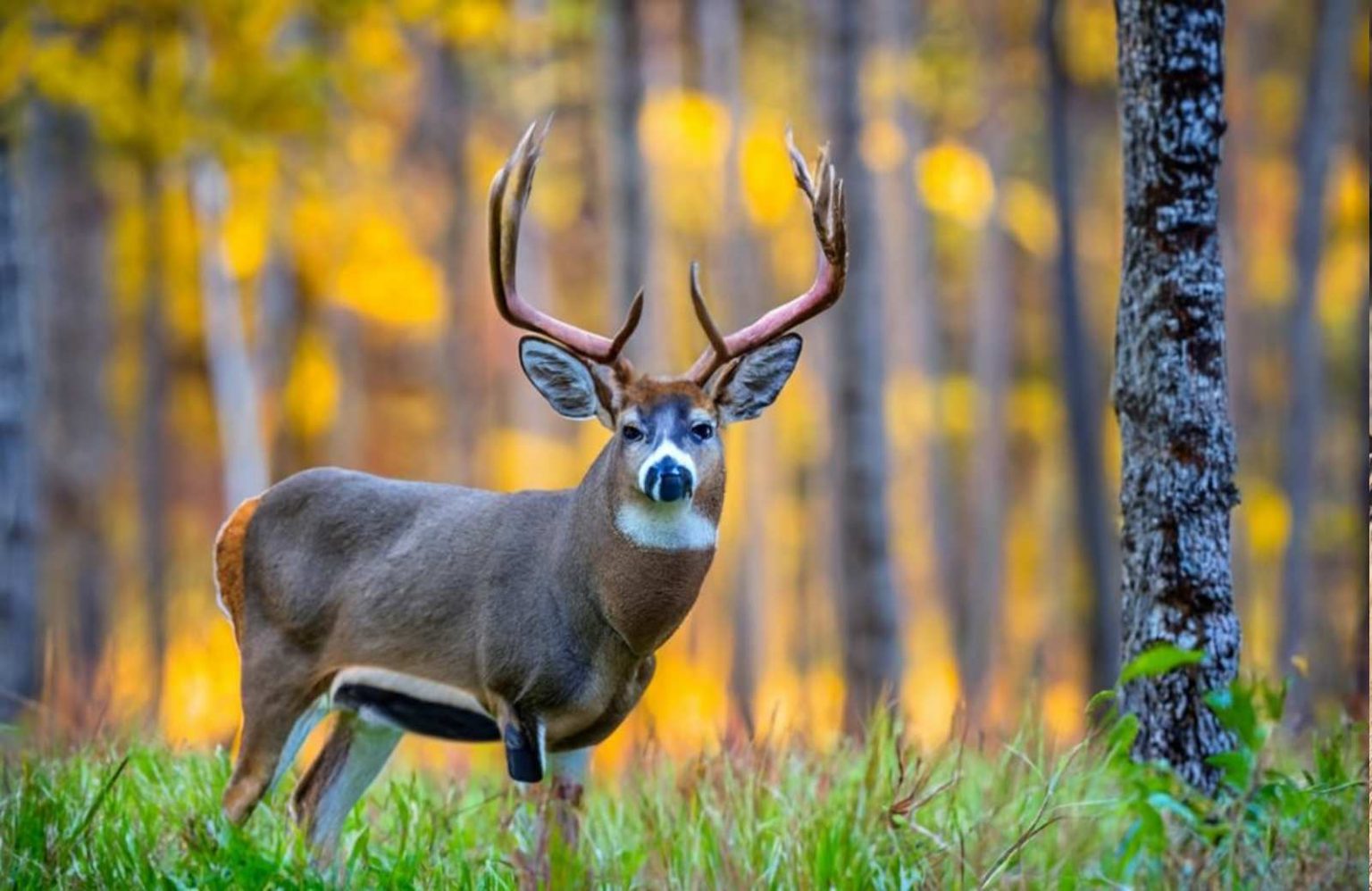 South Carolina's 2024 Hunting and Trapping Seasons Approved