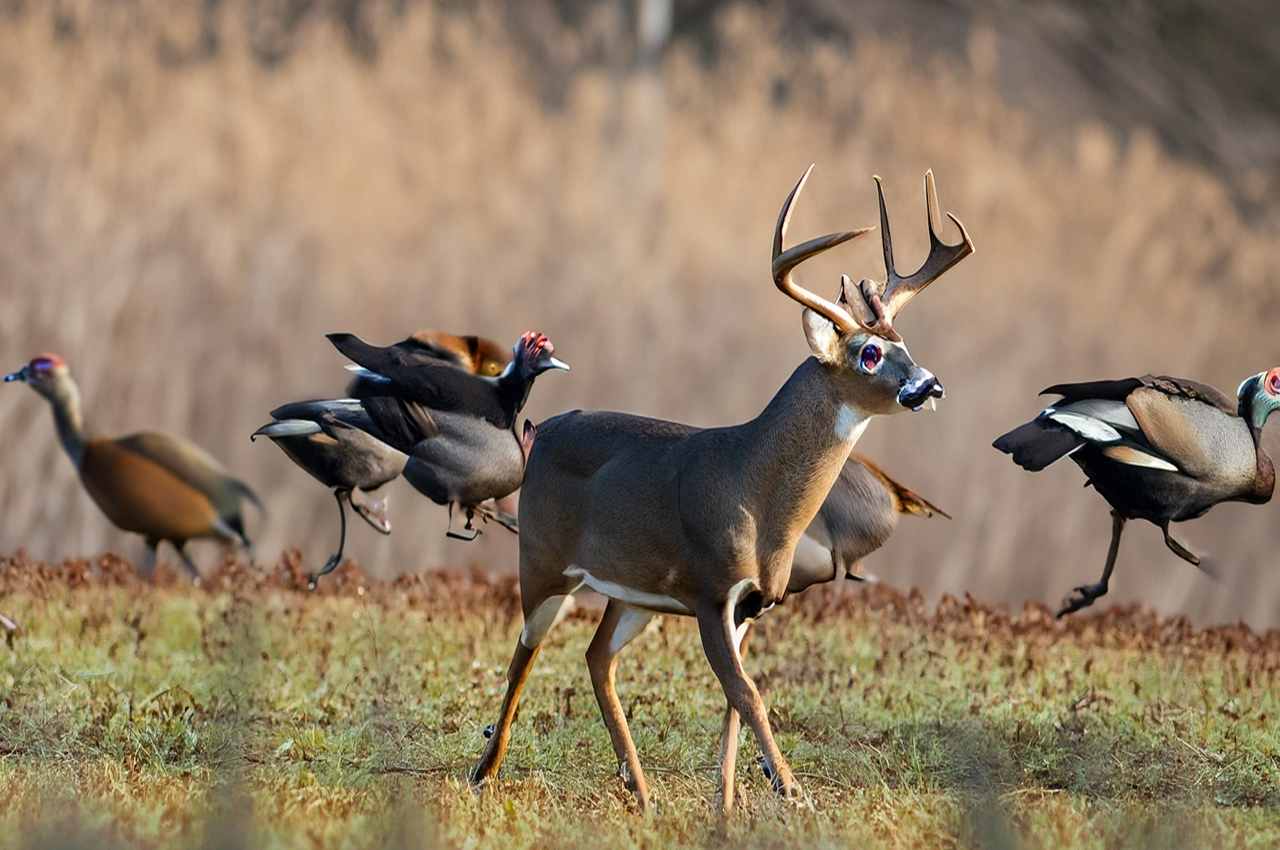 Texas Hunting Season 20232024 Latest Dates & New Laws Announced